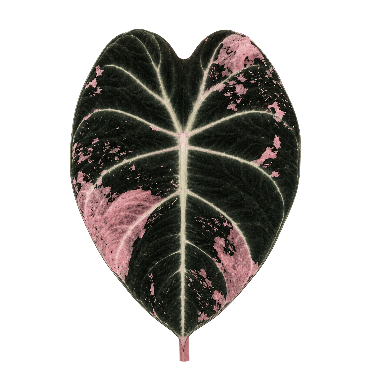 Alocasia Black Velvet Pink Variegata
