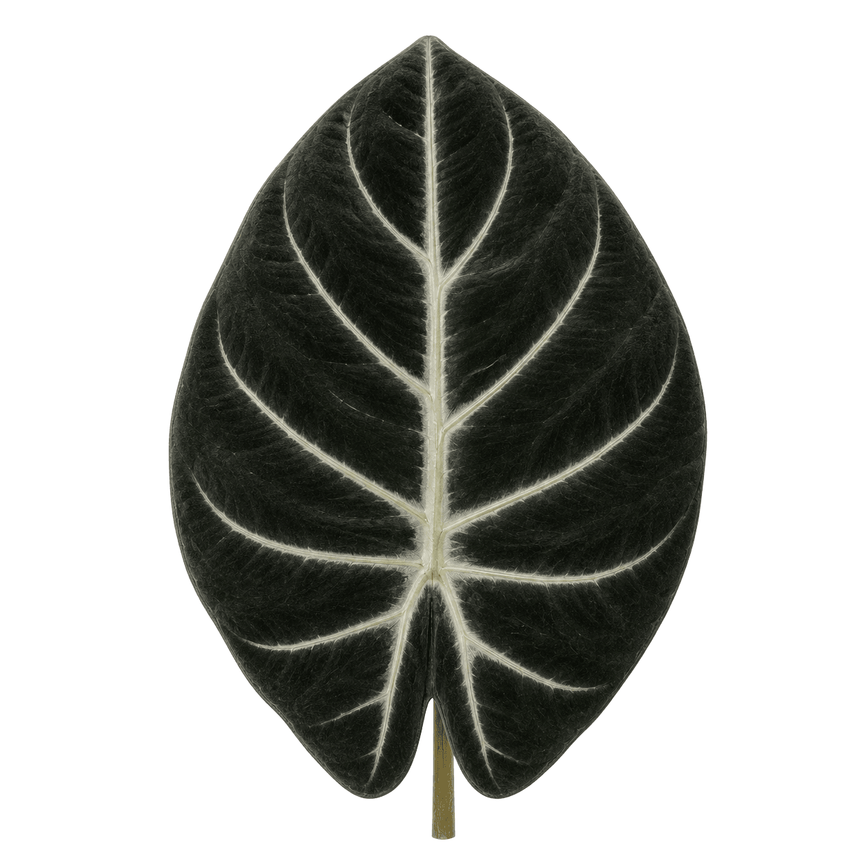 Alocasia Black Velvet
