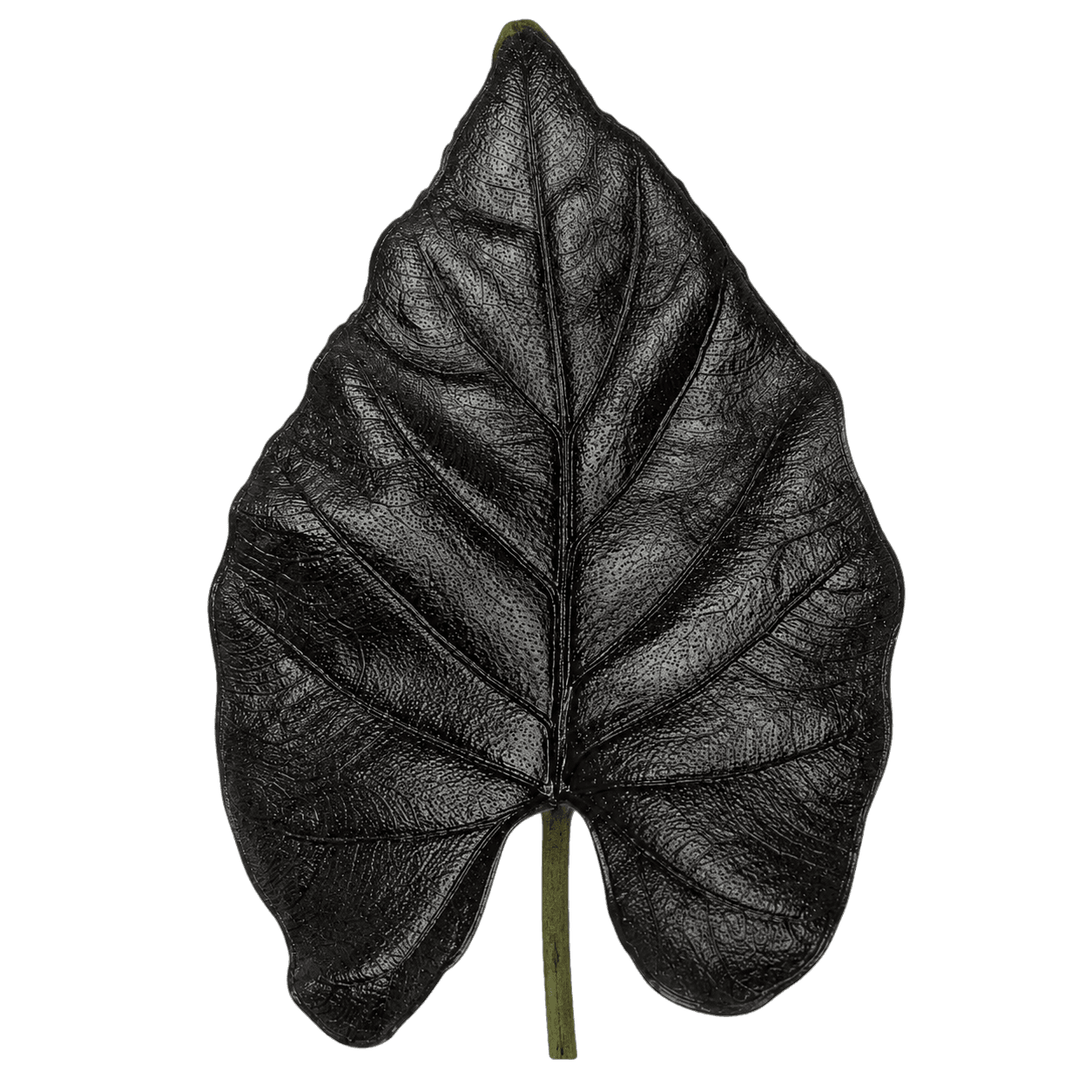 Alocasia Antoro Velvet